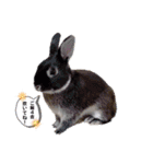 Minchopila 2（個別スタンプ：34）
