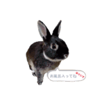 Minchopila 2（個別スタンプ：35）