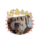 プクプク3（個別スタンプ：4）