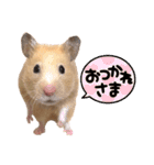 キンクマのもち様 vol.4（個別スタンプ：1）