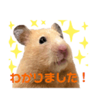 キンクマのもち様 vol.4（個別スタンプ：2）