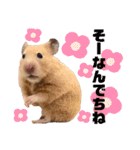 キンクマのもち様 vol.4（個別スタンプ：3）
