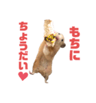 キンクマのもち様 vol.4（個別スタンプ：5）