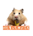 キンクマのもち様 vol.4（個別スタンプ：6）