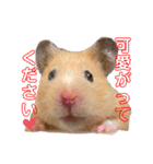 キンクマのもち様 vol.4（個別スタンプ：7）