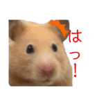 キンクマのもち様 vol.4（個別スタンプ：10）