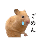 キンクマのもち様 vol.4（個別スタンプ：11）
