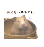 キンクマのもち様 vol.4（個別スタンプ：12）