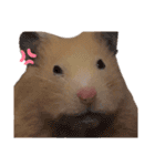 キンクマのもち様 vol.4（個別スタンプ：13）