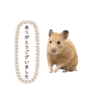 キンクマのもち様 vol.4（個別スタンプ：14）