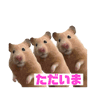 キンクマのもち様 vol.4（個別スタンプ：16）