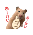 キンクマのもち様 vol.4（個別スタンプ：19）