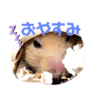 キンクマのもち様 vol.4（個別スタンプ：21）