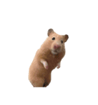 キンクマのもち様 vol.4（個別スタンプ：23）