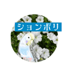 おしゃべり小鳥②カタカナ乙女文字日常便利（個別スタンプ：5）