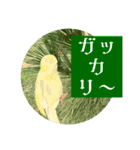 おしゃべり小鳥②カタカナ乙女文字日常便利（個別スタンプ：7）