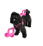 トイプードルとシーズーのMIX犬エマちゃん（個別スタンプ：4）