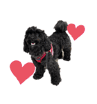 トイプードルとシーズーのMIX犬エマちゃん（個別スタンプ：5）