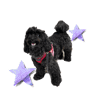 トイプードルとシーズーのMIX犬エマちゃん（個別スタンプ：6）