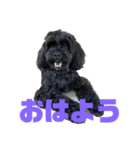 トイプードルとシーズーのMIX犬エマちゃん（個別スタンプ：9）