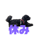 トイプードルとシーズーのMIX犬エマちゃん（個別スタンプ：10）