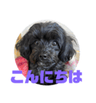 トイプードルとシーズーのMIX犬エマちゃん（個別スタンプ：11）