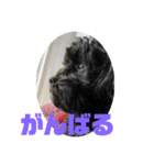 トイプードルとシーズーのMIX犬エマちゃん（個別スタンプ：12）