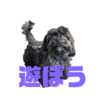 トイプードルとシーズーのMIX犬エマちゃん（個別スタンプ：15）