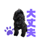 トイプードルとシーズーのMIX犬エマちゃん（個別スタンプ：20）