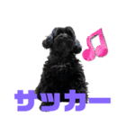 トイプードルとシーズーのMIX犬エマちゃん（個別スタンプ：23）