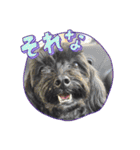 トイプードルとシーズーのMIX犬エマちゃん（個別スタンプ：25）