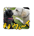 トイプードルとシーズーのMIX犬エマちゃん（個別スタンプ：35）