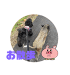 トイプードルとシーズーのMIX犬エマちゃん（個別スタンプ：40）