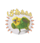 セキセイインコのピノだよ（個別スタンプ：2）