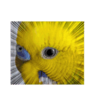 セキセイインコのピノだよ（個別スタンプ：3）