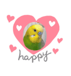 セキセイインコのピノだよ（個別スタンプ：4）
