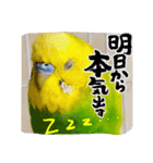セキセイインコのピノだよ（個別スタンプ：5）