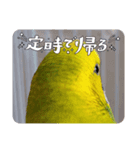セキセイインコのピノだよ（個別スタンプ：7）