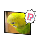 セキセイインコのピノだよ（個別スタンプ：8）
