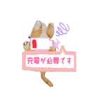 とらのことらこ④（個別スタンプ：23）