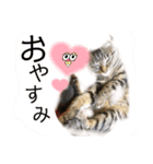 めいさんฅ^‬•༝•^‬ฅ（個別スタンプ：2）