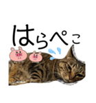 めいさんฅ^‬•༝•^‬ฅ（個別スタンプ：6）