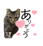 めいさんฅ^‬•༝•^‬ฅ（個別スタンプ：7）
