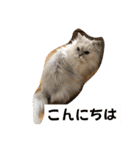 リアル白猫ちゃん（個別スタンプ：3）