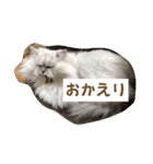 リアル白猫ちゃん（個別スタンプ：5）