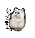 リアル白猫ちゃん（個別スタンプ：7）
