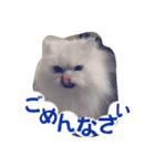 リアル白猫ちゃん（個別スタンプ：8）