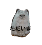 リアル白猫ちゃん（個別スタンプ：10）