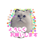 リアル白猫ちゃん（個別スタンプ：11）