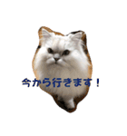 リアル白猫ちゃん（個別スタンプ：12）